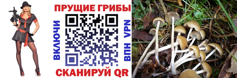 Купить закладки  Кадников  Галлюциногенные грибы Cubensis 